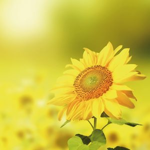 104 Sonnenblume