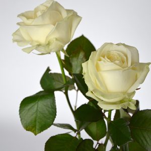 18 Weiße Rosen